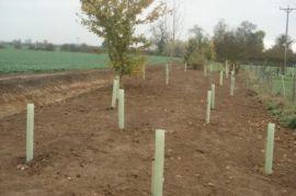 Bankplanting