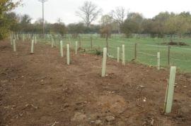 Bankplanting2
